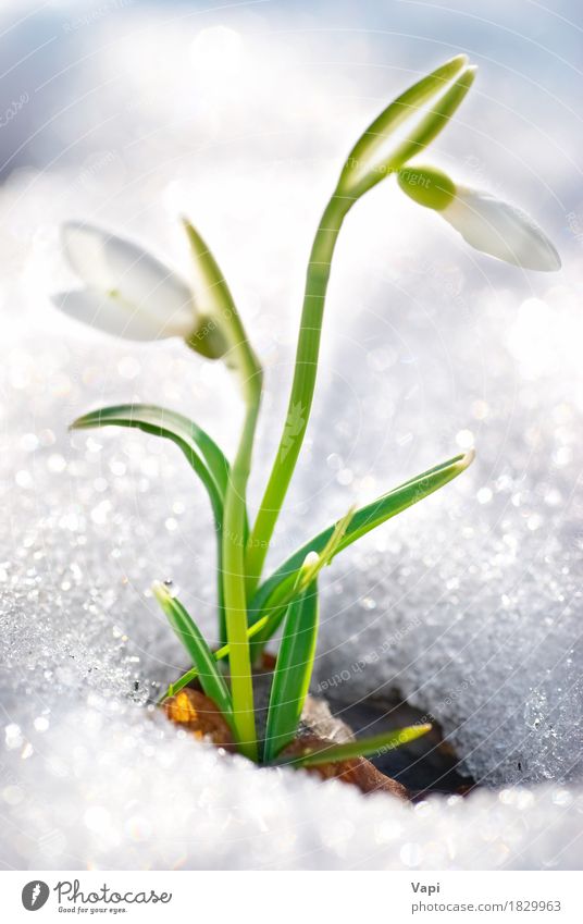 Spring snowdrop flowers Beautiful Life Winter Snow Garden Environment Nature Plant Drops of water Beautiful weather Flower Grass Leaf Blossom Park Meadow Forest