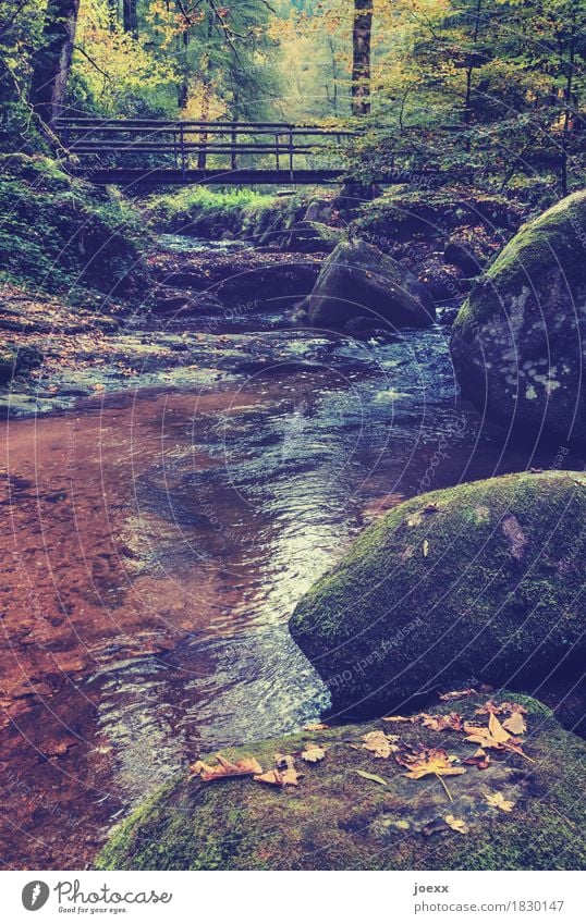 holidays Nature Landscape Autumn Beautiful weather Moss Forest Rock Brook Bridge Lanes & trails Brown Yellow Green Idyll Leaf Colour photo Multicoloured