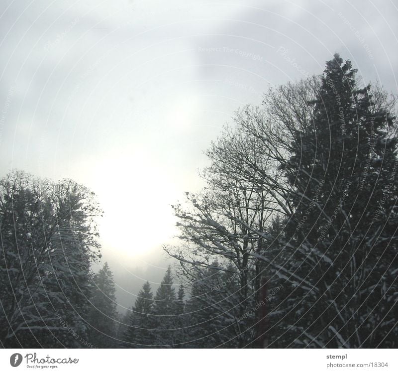 Tannheimer Winter Nebula Fog Tree Forest snow. winter tannheim