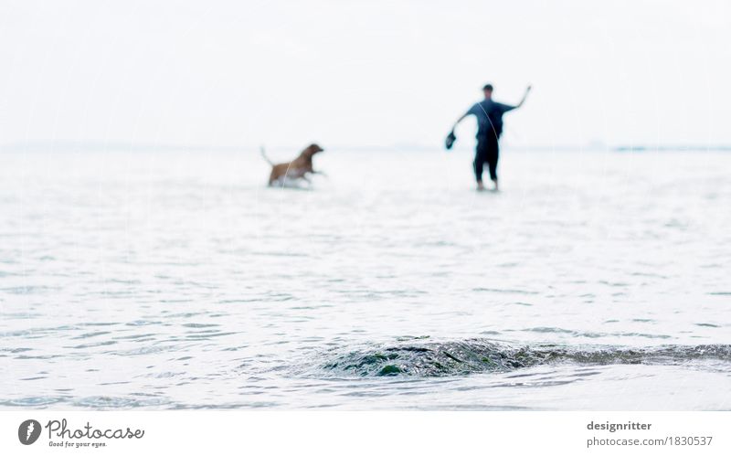 Mann mit Hund am Meer Ostsee Urlaub Usedom Gassigehen spielen fangen Dressieren Dressur werfen Wurf Wasser Ufer Welle Wellen