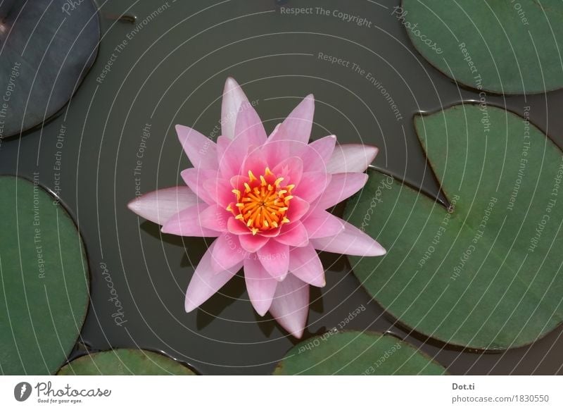 nymphéa Nature Plant Water Flower Leaf Blossom Pond Lake Beautiful Natural Pink Idyll Pure Symmetry Water lily Perfect Colour photo Exterior shot Close-up