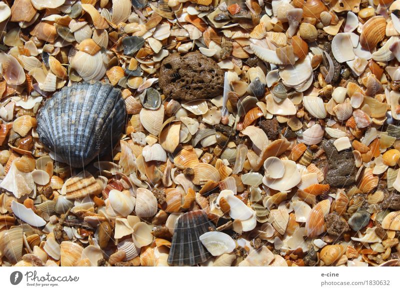 shell beach Harmonious Relaxation Swimming & Bathing Vacation & Travel Trip Far-off places Summer Summer vacation Sun Beach Ocean Nature Elements Sand Water
