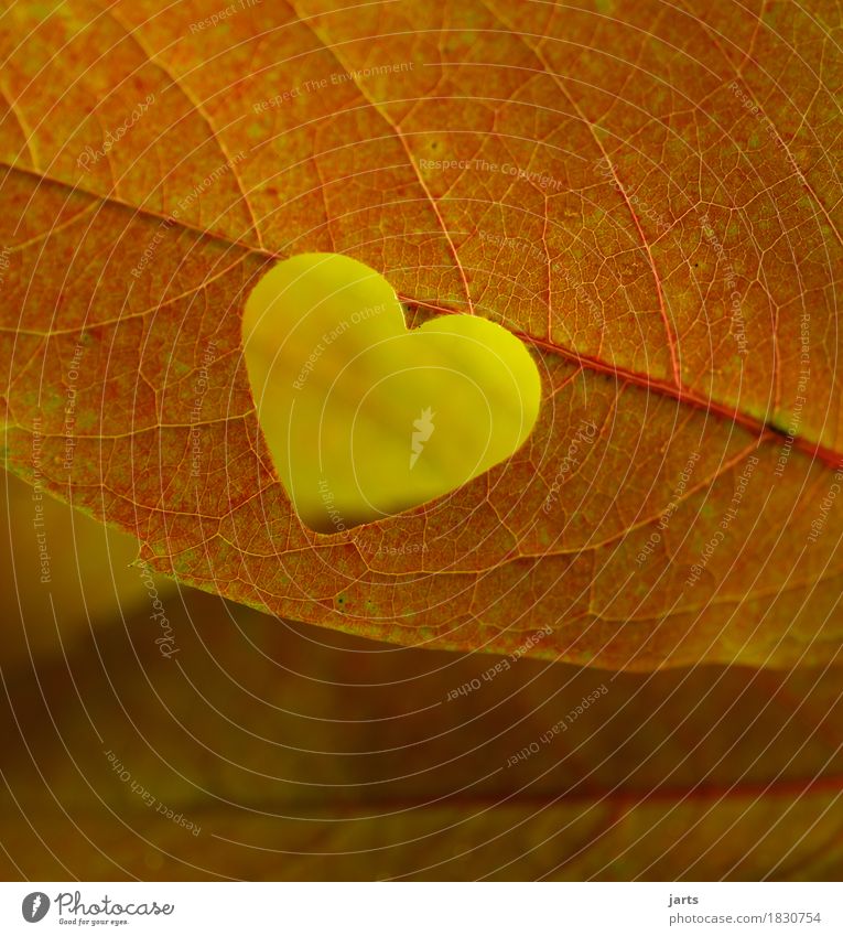 sweetheart Autumn Plant Leaf Heart Natural Beautiful Yellow Orange Infatuation Love Nature Colour photo Multicoloured Close-up Detail Deserted Copy Space left