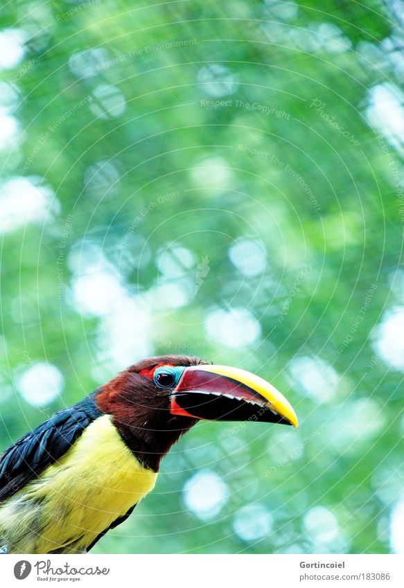 Green Aracari Zoo Environment Animal Summer Wild animal Bird Animal face Wing Pteroglossus viridis Tucans Exotic Multicoloured Lens flare Animal portrait Beak