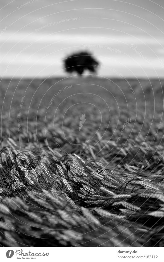 grain Black & white photo Exterior shot Deserted Copy Space top Day Light Shadow Contrast Silhouette Deep depth of field Worm's-eye view Nature Landscape Plant