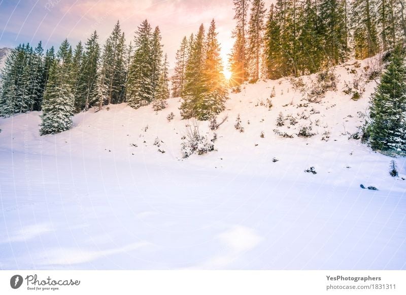 Sun rays through fir forest in winter Joy Vacation & Travel Winter Snow Winter vacation Mountain Christmas & Advent New Year's Eve Landscape Weather Tree Forest