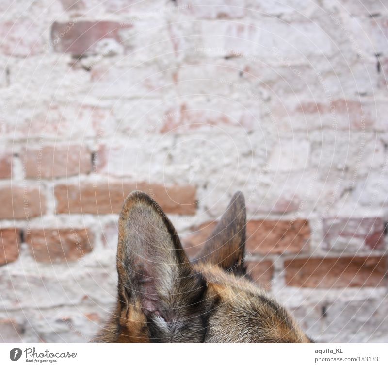 eavesdropping attack Colour photo Exterior shot Deserted Copy Space top Deep depth of field Animal Pet Dog Listening Surveillance Monitoring Ear Pelt