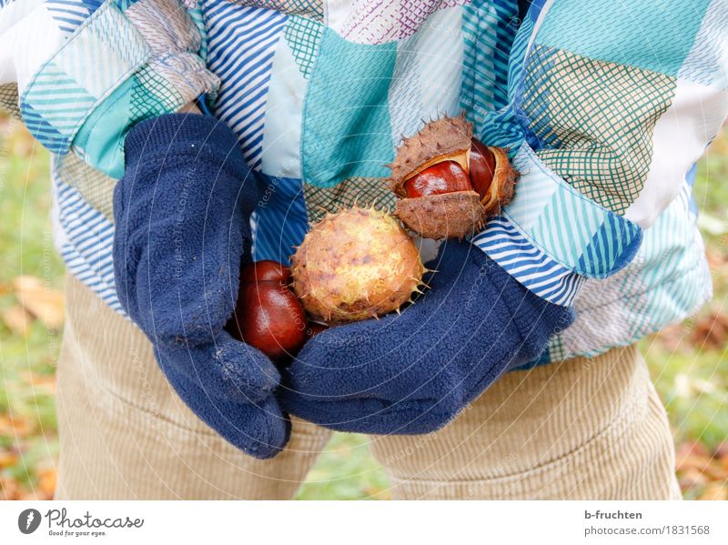 chestnut gatherer Child Boy (child) 3 - 8 years Infancy Jacket Gloves Touch Discover Leisure and hobbies Joy Chestnut tree Accumulate Autumn chestnut peel