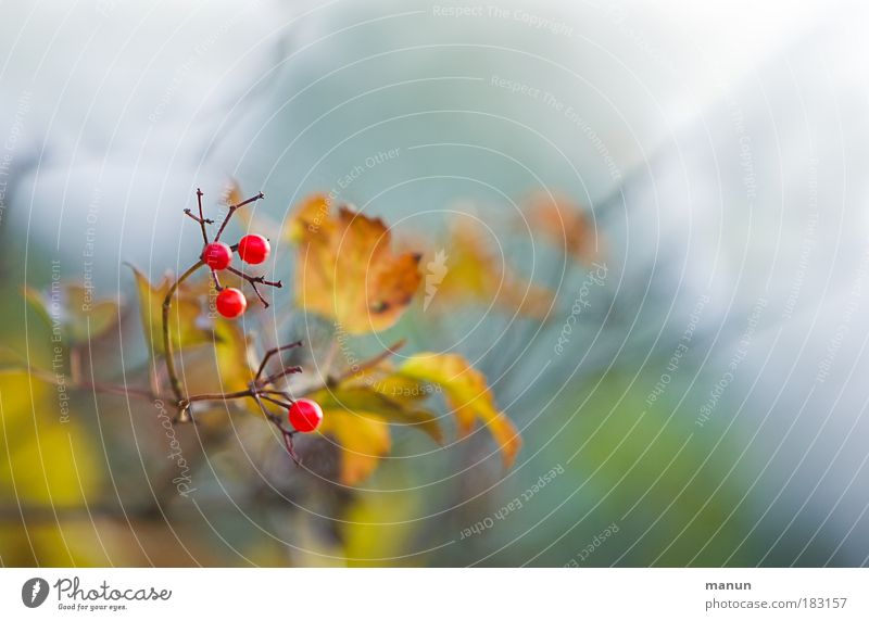 Beeriger Autumn Colour photo Exterior shot Copy Space right Copy Space top Neutral Background Day Blur Central perspective Senses Relaxation Calm Nature Fog