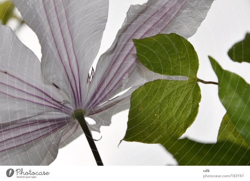 white clematis | flower with leaves | delicate lines Colour photo Exterior shot Detail Deserted Shallow depth of field Environment Nature Plant Spring Summer