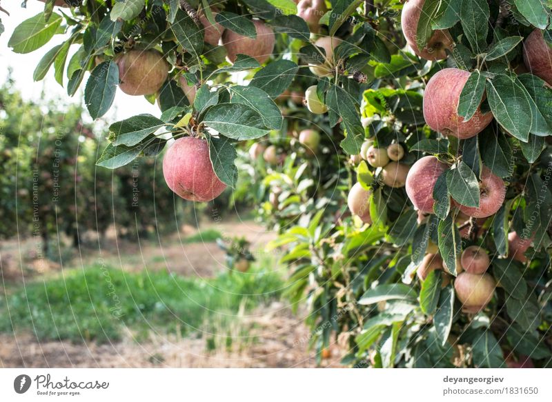 https://www.photocase.com/photos/1831650-red-apples-tree-fruit-apple-garden-gardening-photocase-stock-photo-large.jpeg