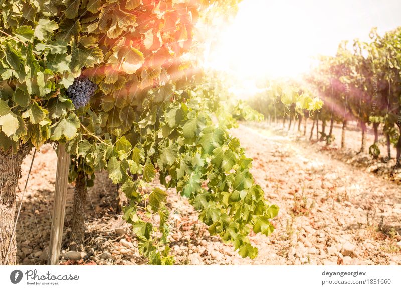 Vineyards on sunset. Vacation & Travel Summer Sun Nature Landscape Plant Autumn Growth Hot Bright Red Sunset Ray Winery Farm agriculture field Bunch of grapes