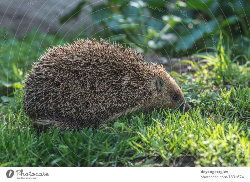 Hedgehog Summer Garden Nature Plant Animal Grass Forest Small Natural Thorny Wild Brown Green Lawn Mammal wildlife spiny Bristles defense needle Snout Seasons