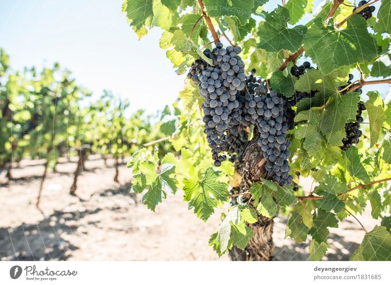 Vine grapes on sun Fruit Vacation & Travel Tourism Summer Nature Landscape Plant Autumn Leaf Growth Fresh Green Red Bunch of grapes vine Vineyard vines wine