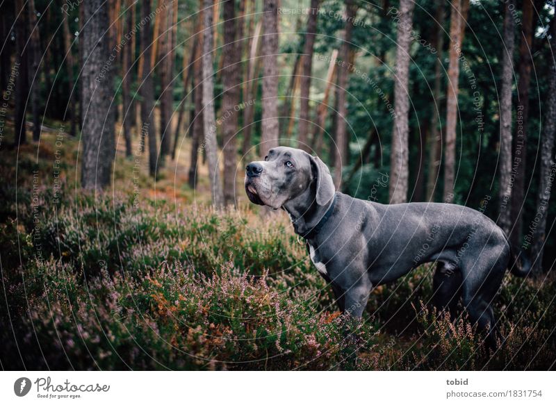 Master floppy ear Pt.9 Nature Landscape Plant Tree Grass Bushes Moss Forest Hill Pet Dog 1 Animal Observe Looking Stand Athletic Great Dane Gray