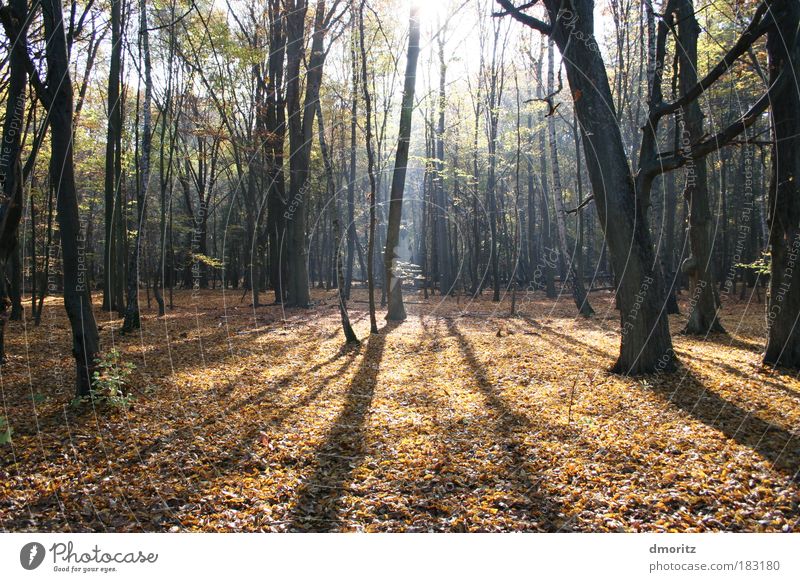 Deciduous forest in the light Colour photo Exterior shot Deserted Copy Space bottom Day Light Shadow Contrast Sunlight Sunbeam Back-light Central perspective