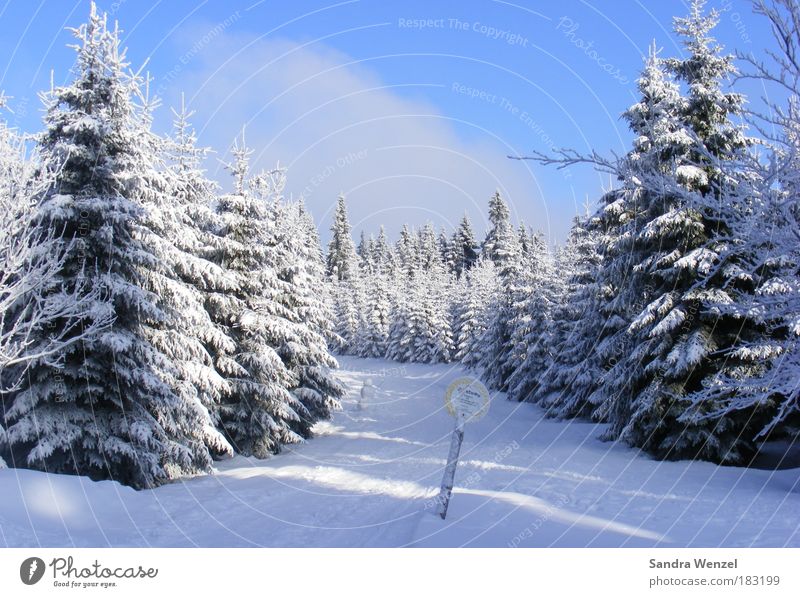 magic forest Colour photo Exterior shot Deserted Copy Space top Day Vacation & Travel Winter Snow Winter vacation Mountain Hiking Environment Nature Landscape