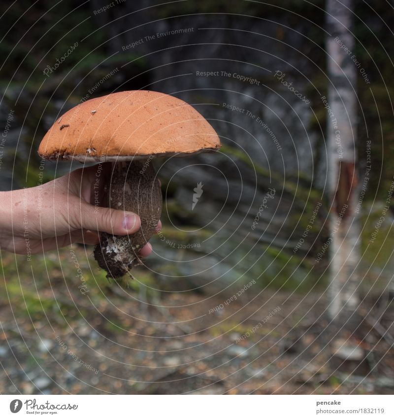 spiny Food Hand Fingers Nature Elements Earth Autumn Plant Forest Firm Large Delicious Brown Orange Mushroom Mushroom picker Edible birch mushroom Birch tree