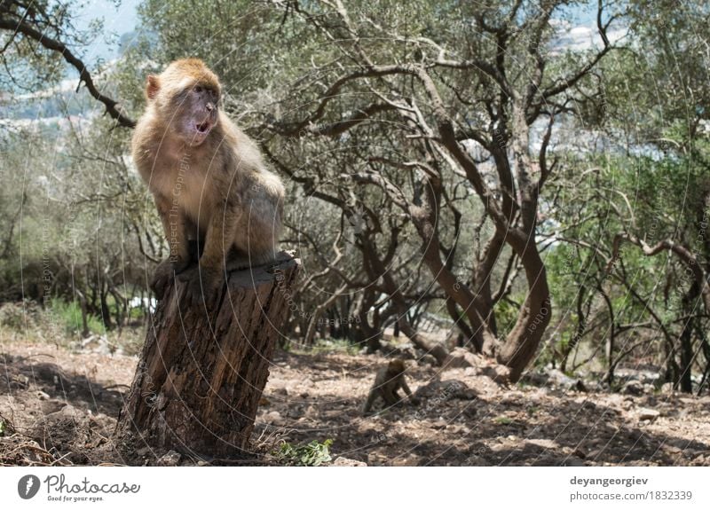 Barbary macaque monkey Woman Adults Man Nature Animal Rock Cute Wild barbary Apes Monkeys Gibraltar primate wildlife macaca young Mammal macaques Living thing