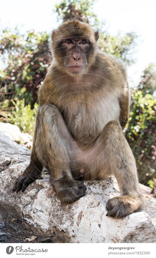 Barbary macaque monkey Woman Adults Man Nature Animal Rock Cute Wild barbary Apes Monkeys Gibraltar primate wildlife macaca young Mammal macaques Living thing