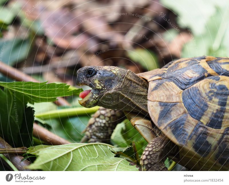 turtles Eating Environment Nature Landscape Beautiful weather Plant Grass Bushes Moss Leaf Meadow Forest Animal Zoo Turtle 1 Shell Tongue Movement Discover