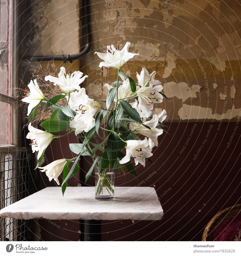 lilies, vase, old wall Interior design Decoration Table Room Staircase (Hallway) Funeral service Still Life Plant Flower Blossom Lily Architecture
