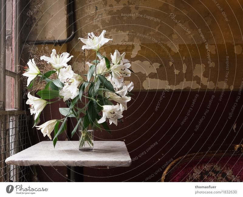 lilies Flat (apartment) Interior design Decoration Sofa Table Wallpaper Room Flower Blossom white lilies Vase Old Original Brown Green White Romance Hope