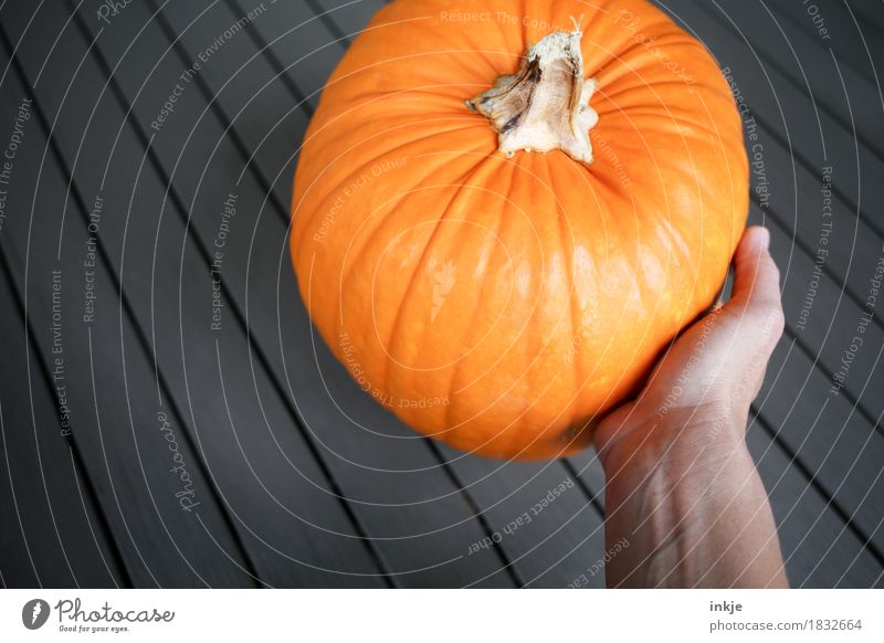 pumpkin Pumpkin Orange Large Pumpkin time Harvest Healthy Eating Vegetable Round Autumn Fresh Lush Hand To hold on