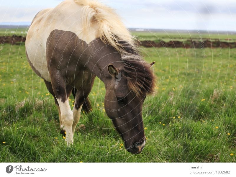 Icelanders Nature Landscape Meadow Field Animal Farm animal Wild animal Horse Animal face 1 Moody Ride Travel photography Iceland Pony Bangs Love of nature