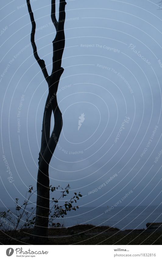 solitary beech tree trunk on the coast Tree Lakeside Baltic Sea Nienhagen Ghost forest Blue Black Nature Silhouette Ocean Bleak Copy Space Calm Thin Division