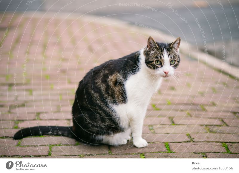 Cat from next door. Street Animal Pet 1 Beautiful Wild Love of animals Nature Timidity Encounter Paving stone Exterior shot Whisker Pelt Cute Paw Tails