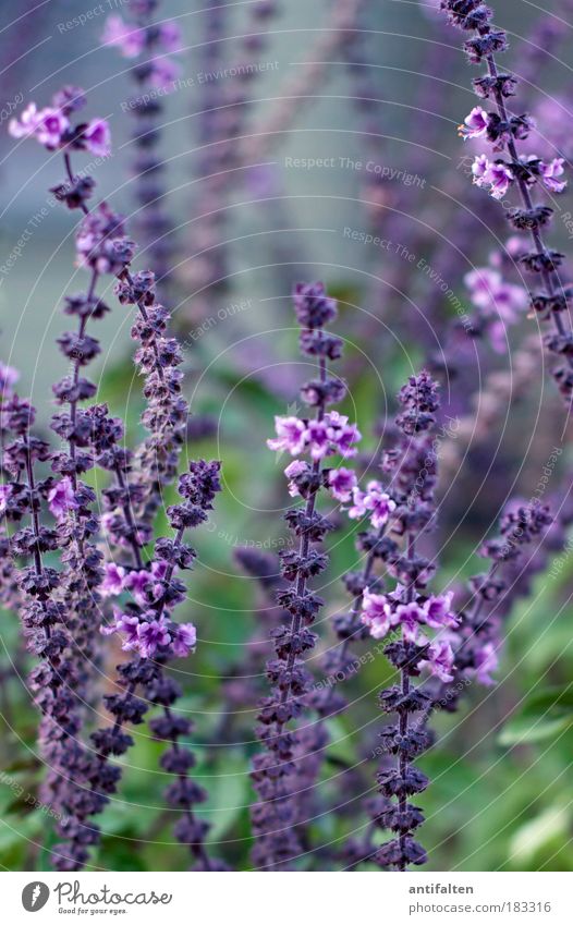 Lavandula angustifolia Lavender Nature Plant Flower Lavande harvest Park Blossom Blossom leave Bud Flower stem Healthy Natural Blue Green Violet To enjoy