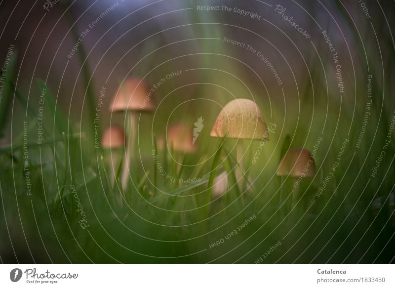Green lit, group of mushrooms in grass Nature Plant Autumn Beautiful weather Grass Mushroom Meadow Discover To dry up Growth Authentic Brown Violet Esthetic