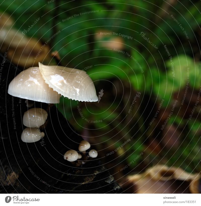 white mushrooms Colour photo Close-up Day Deep depth of field Front view Looking Nature Drops of water Autumn Weather Plant Forest Water Cold Wet Natural Juicy