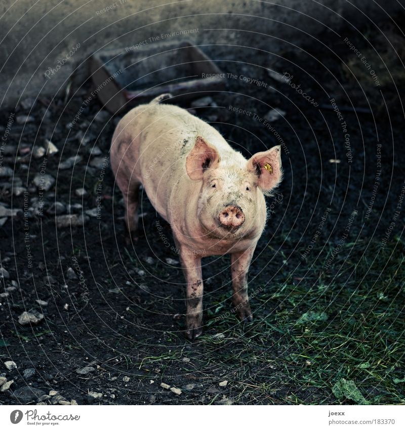 Will you eat me? Animal Farm animal 1 Think Dirty Pink Emotions Love of animals Compassion Sadness Fear Loneliness Trough Barn Enclosure Pigs Looking swine flu