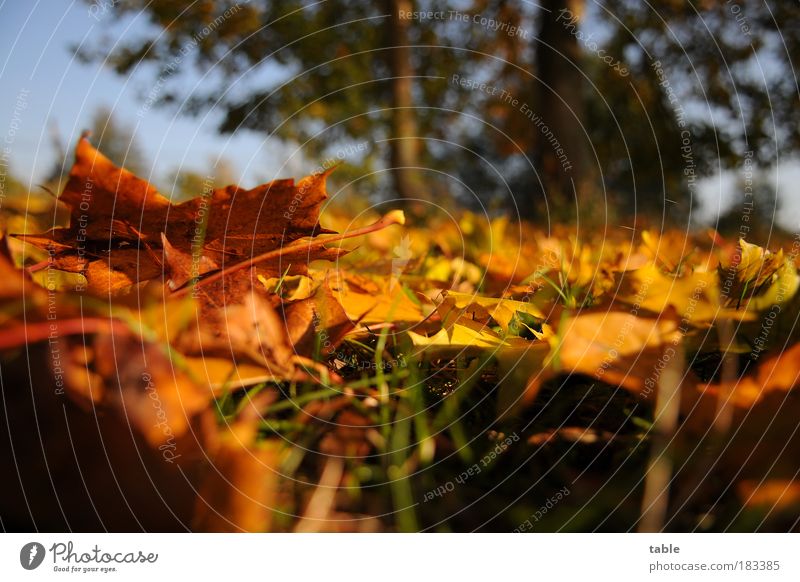 floor posture Colour photo Close-up Worm's-eye view Environment Nature Landscape Plant Autumn Beautiful weather Tree Grass Leaf Maple leaf Meadow Lie Stand