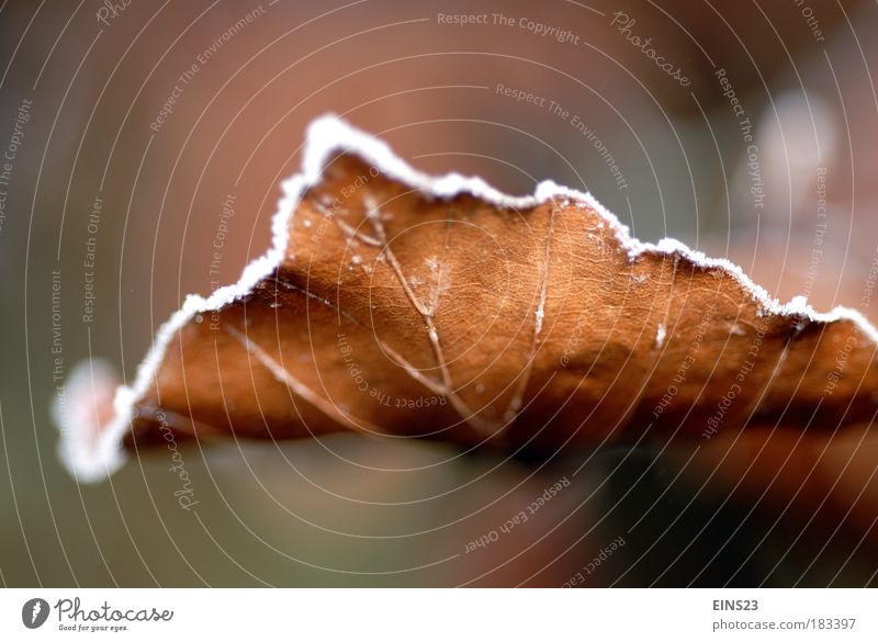 Frost in autumn Colour photo Exterior shot Neutral Background Day Blur Long shot Plant Autumn Winter Ice Leaf Park Brown Serene Calm Underside of a leaf