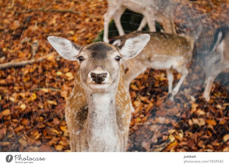 Deer looks curiously into the camera with erect ears Environment Nature Autumn Animal Wild animal Animal face Pelt Zoo Roe deer Fallow deer 1 Group of animals