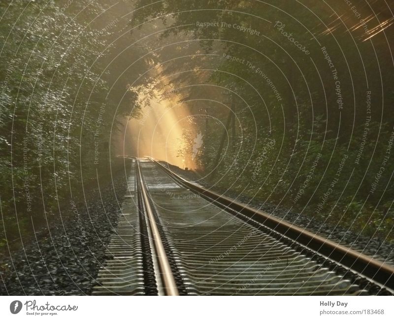 Light at the end of the track Landscape Air Sunlight Summer Weather Fog Tree Forest Transport Traffic infrastructure Train travel Rail transport Railroad