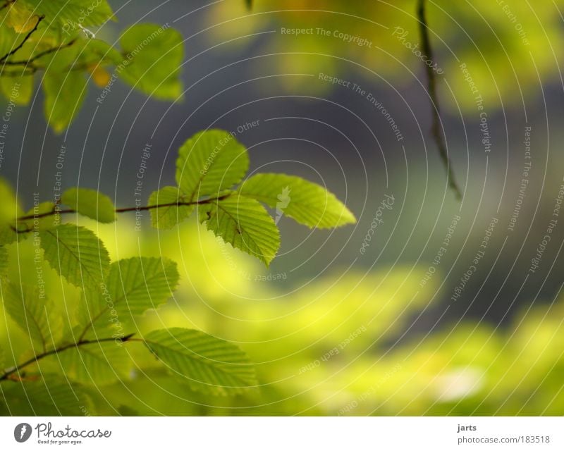 everything turns green Colour photo Exterior shot Close-up Deserted Copy Space right Copy Space top Day Sunlight Shallow depth of field Central perspective