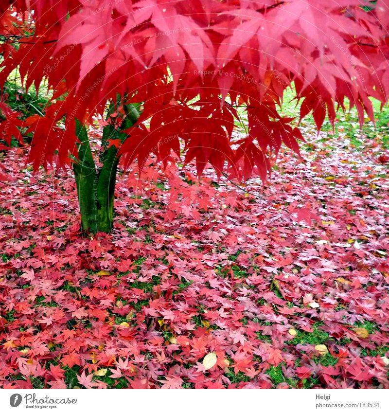 Maple tree with red autumn leaves in the garden Colour photo Multicoloured Exterior shot Deserted Day Environment Nature Plant Autumn Beautiful weather Tree