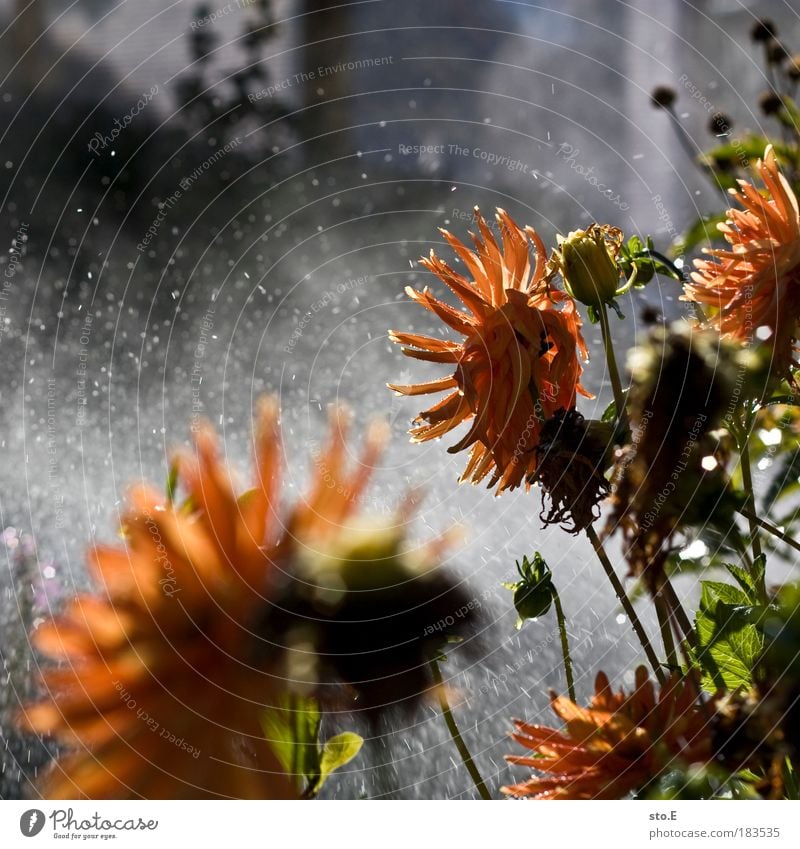 irrigate Colour photo Multicoloured Exterior shot Detail Macro (Extreme close-up) Reflection Sunlight Nature Landscape Plant Elements Water Drops of water