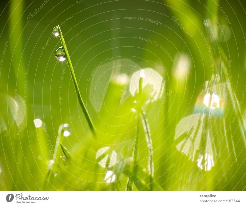 In the morning dew Well-being Senses Calm Plant Grass Green Blade of grass Drops of water Dew Considerable Pure Purity Spa Relaxation Natural Colour photo