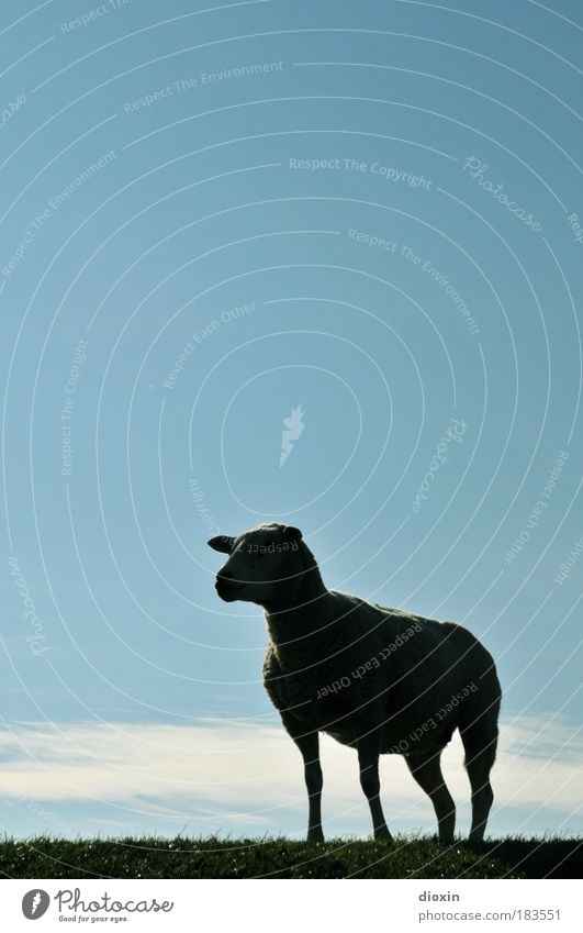 The Genever Sheep Colour photo Exterior shot Deserted Copy Space top Copy Space middle Day Light Contrast Silhouette Animal portrait Forward Sky Clouds Meadow