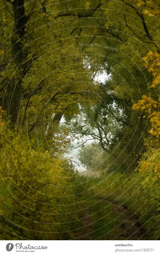 monk's property Autumn Mecklenburg-Western Pomerania November Rügen Forest Lanes & trails Footpath Romance Exit route Target Clearing Direction Twilight Nature