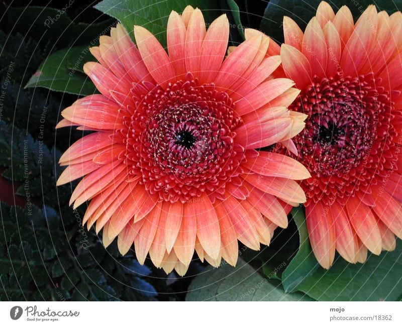 gerbera Flower Gerbera Bouquet Nature