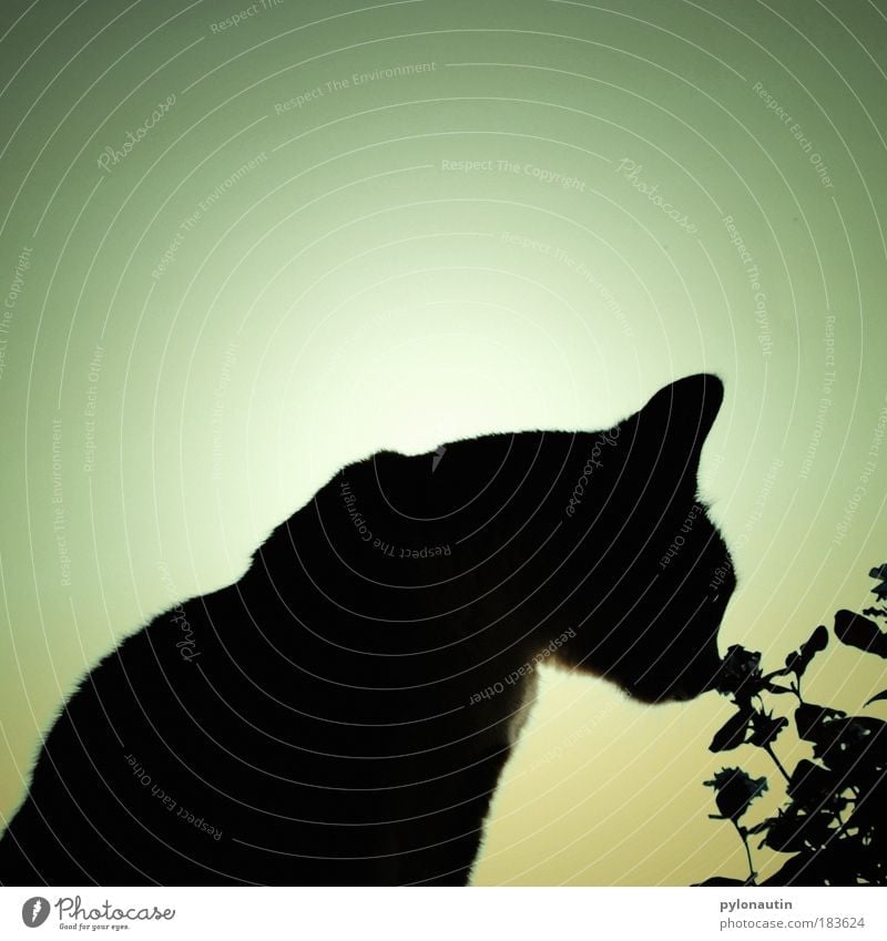 shadow cat Cat Flower Shadow Back-light Black Silhouette Ear Animal Pelt Odor Nature Blossom Nose Snout Structures and shapes