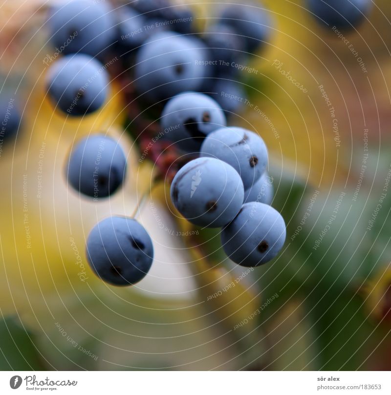 Blue berries of mahonia Plant Bushes Wild plant Autumn Fruit Blossoming Growth Yellow Green Attachment Berries Berry bushes Healthy Poisonous plant Vitamin-rich