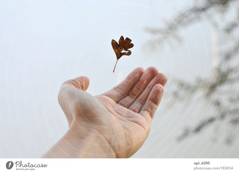 Catch Me If You Can Human being Masculine Young man Youth (Young adults) Arm Hand 1 18 - 30 years Adults Environment Nature Autumn Winter Leaf To fall Esthetic