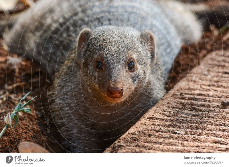 attentive. Savannah Etosha pan Namibia Africa Wild animal Mongoose zebra mongoose mungo Curiosity Cute Muding Dig Face to face Watchfulness Colour photo